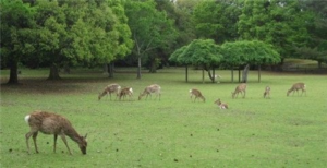 奈良公園